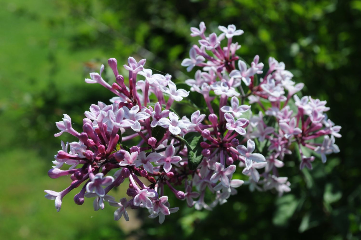 Syringa microphylla 'Superba' Flieder Syringa microphylla 'Superba' Flieder