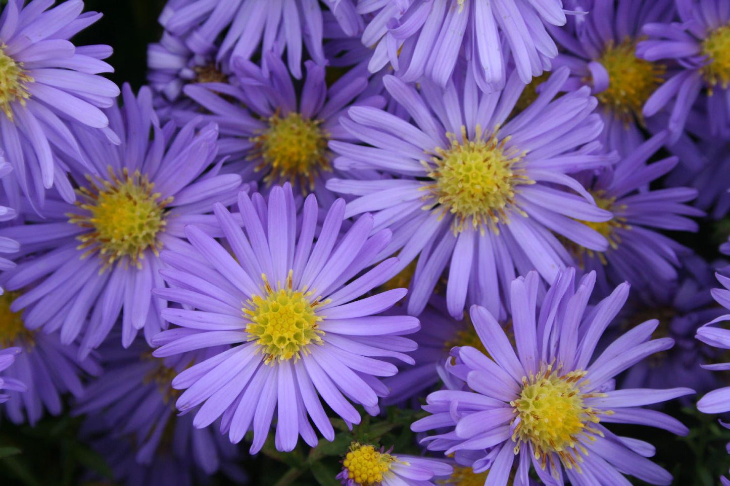 Aster dumosus 'Mittelmeer' Kissen-Aster Aster dumosus 'Mittelmeer' Kissen-Aster