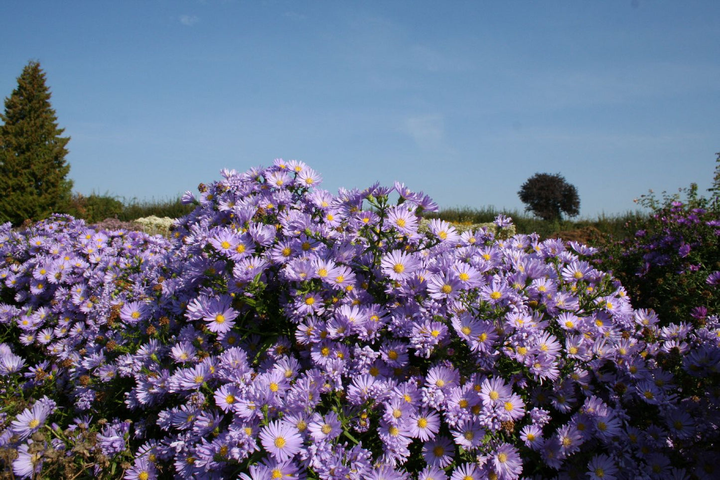 Aster dumosus 'Mittelmeer' (Kissen-Aster) Aster dumosus 'Mittelmeer' (Kissen-Aster)