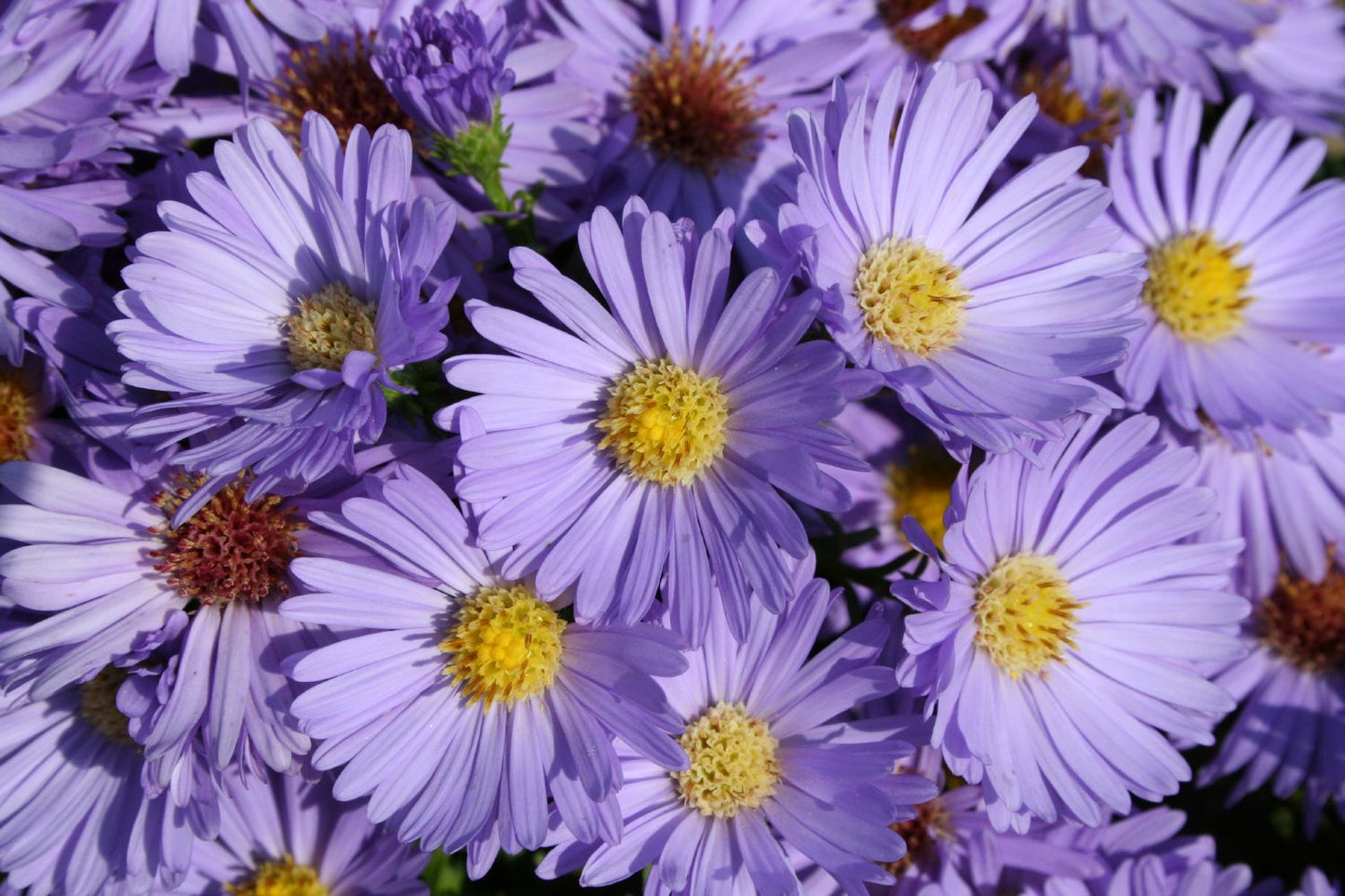 Aster dumosus 'Prof. Anton Kippenberg' Kissenaster