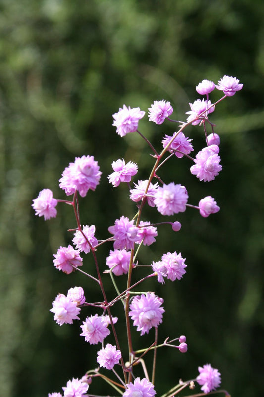 Thalictrum delavayi 'Hewitt's Double' Wiesenraute