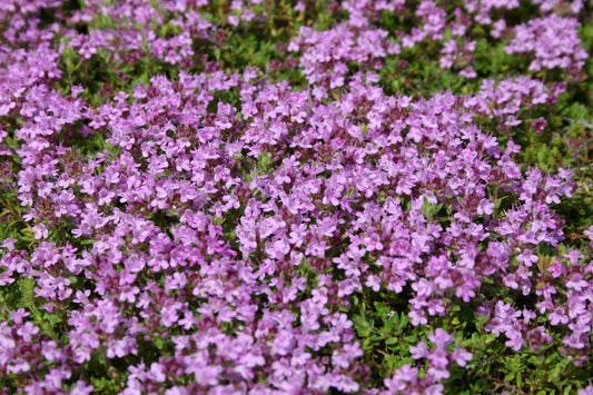 Thymus doerfleri 'Bressingham Seedling' Bressingham-Thymian