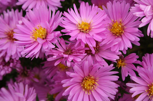Aster dumosus 'Rosenwichtel' Kissen-Aster