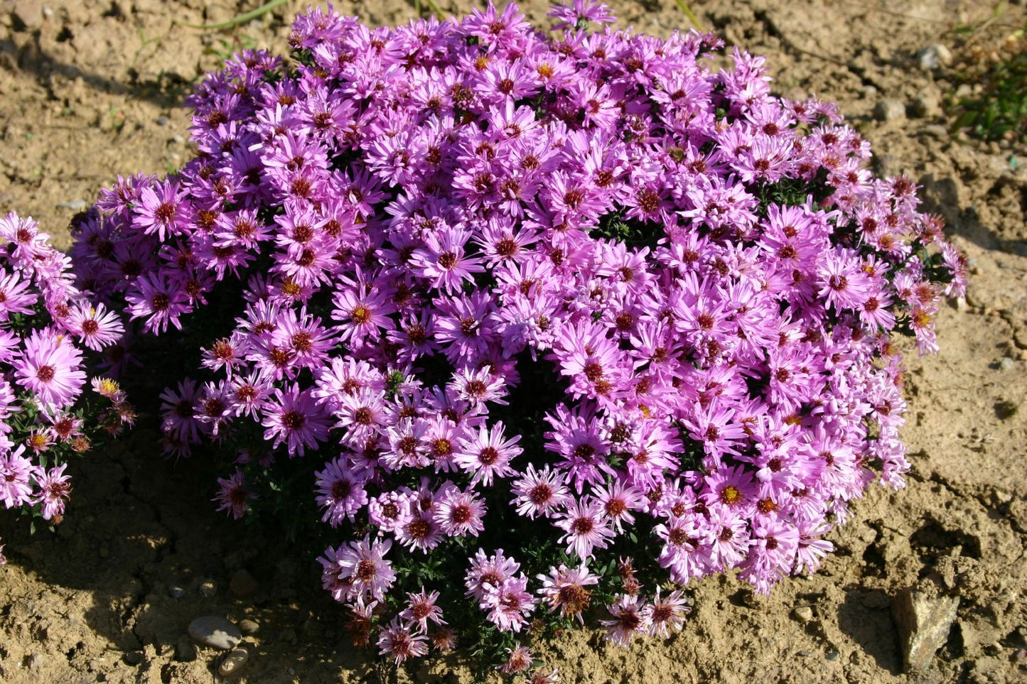 Aster dumosus 'Rosenwichtel' (Kissen-Aster) Aster dumosus 'Rosenwichtel' (Kissen-Aster)