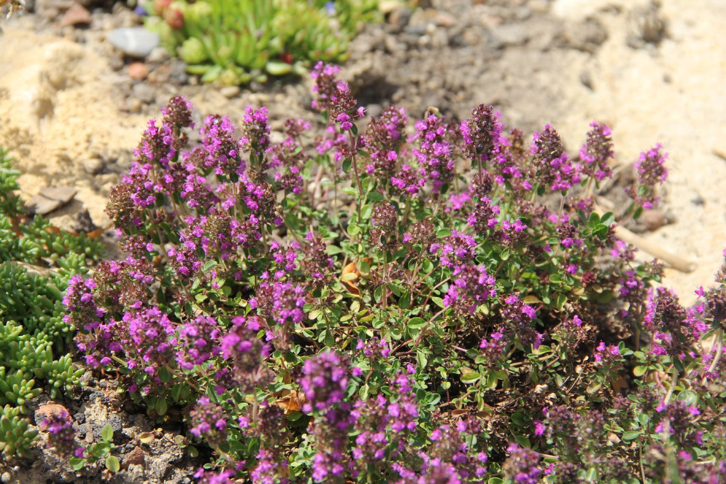 Thymus praecox 'Purpurteppich' Frühblühender Garten-Thymian