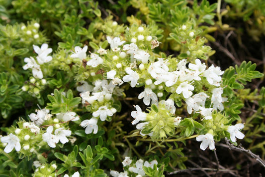 Thymus serpyllum 'Albus' Garten-Thymian