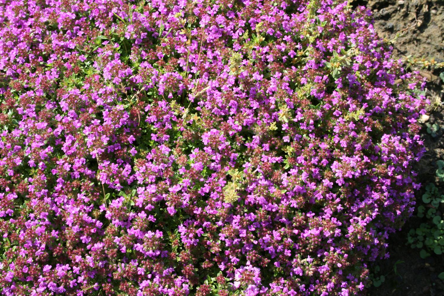 Thymus serpyllum 'Coccineus' Sand-Thymian