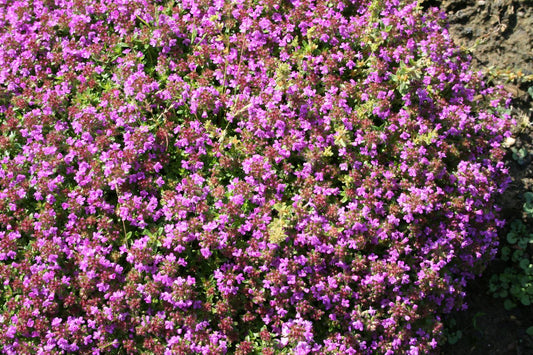 Thymus serpyllum 'Coccineus' Sand-Thymian