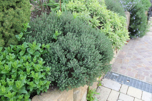 Thymus vulgaris Echter Thymian, Quendel