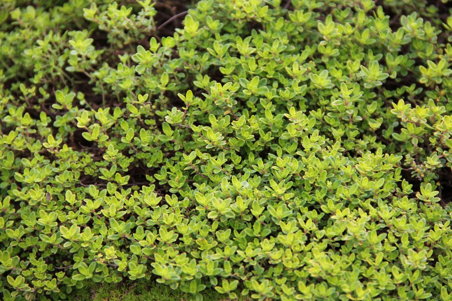 Thymus x citriodorus 'Golden Dwarf' Garten-Thymian