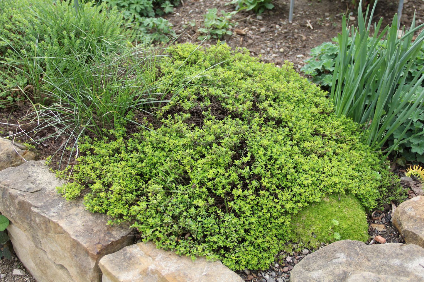 Thymus x citriodorus 'Golden Dwarf' (Garten-Thymian)