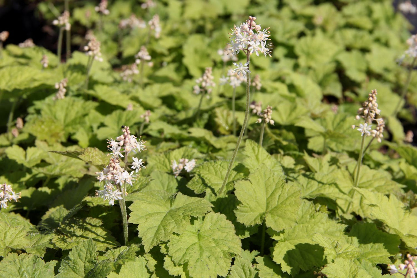 Tiarella cordifolia (Herzblättrige Schaumblüte)