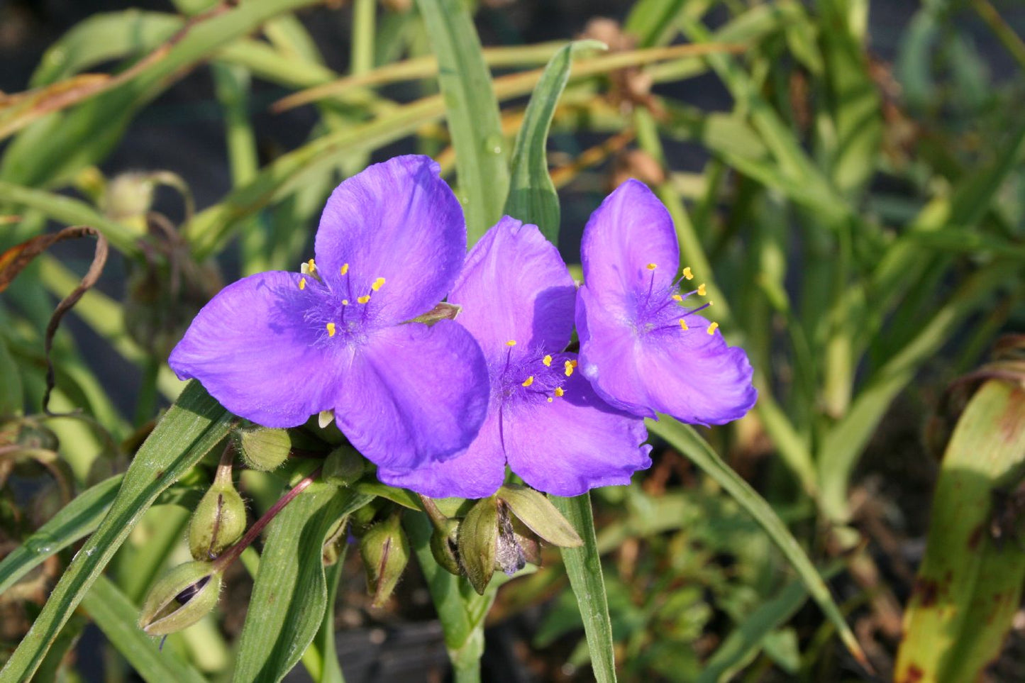 Tradescantia x andersoniana 'Zwanenburg Blue' Dreimasterblume