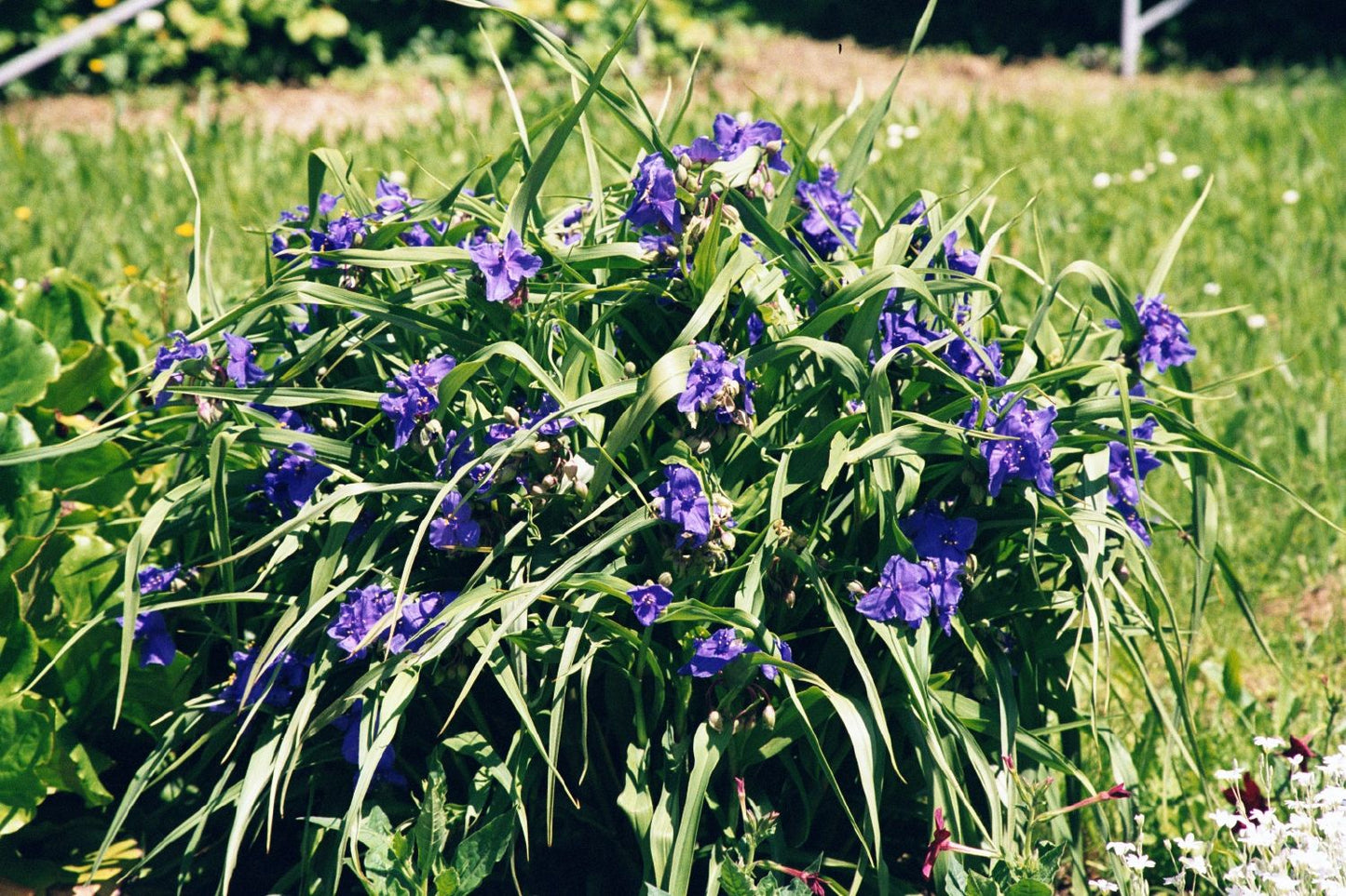 Tradescantia x andersoniana 'Zwanenburg Blue' (Dreimasterblume)
