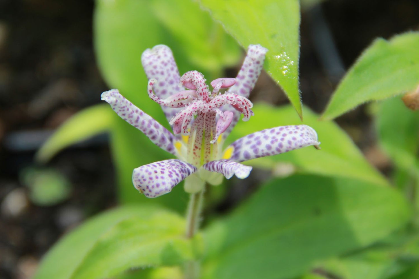 Tricyrtis hirta Japanische Krötenlilie Tricyrtis hirta Japanische Krötenlilie
