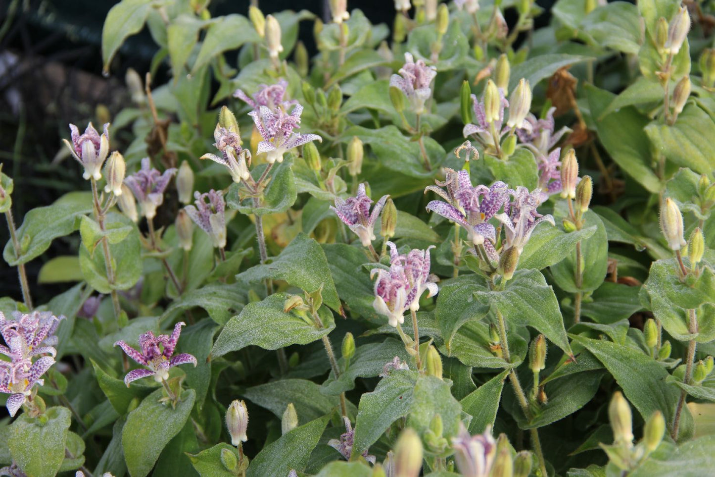 Tricyrtis hirta (Japanische Krötenlilie) Tricyrtis hirta (Japanische Krötenlilie)