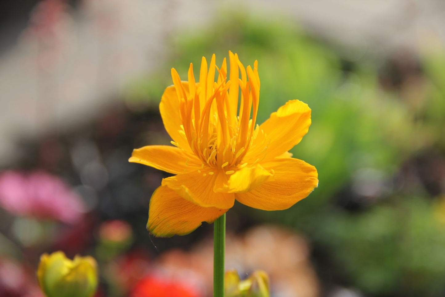 Trollius chinensis 'Golden Queen' Garten-Trollblume