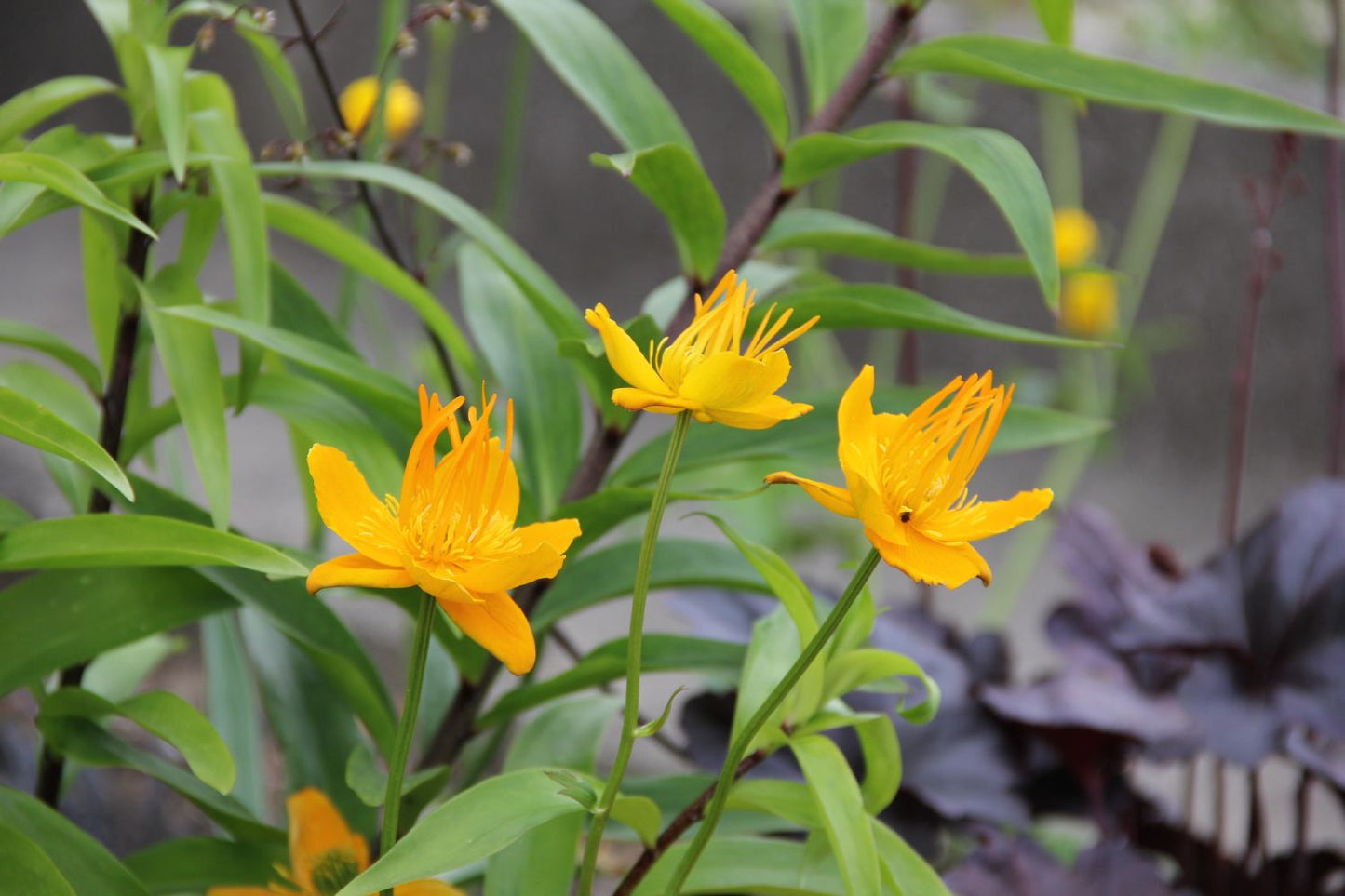 Trollius chinensis 'Golden Queen' (Garten-Trollblume)