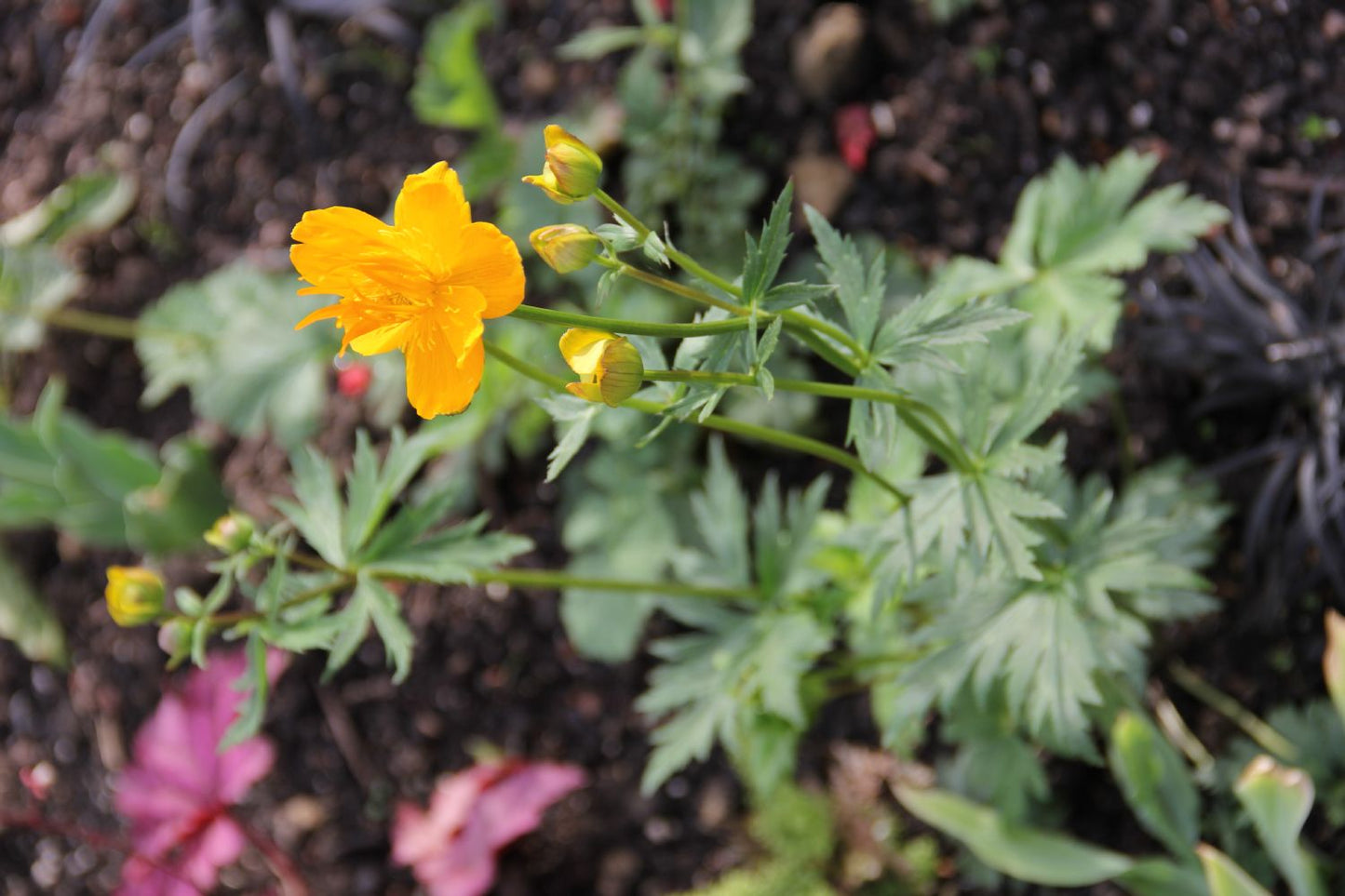 Trollius chinensis 'Golden Queen' (Garten-Trollblume)