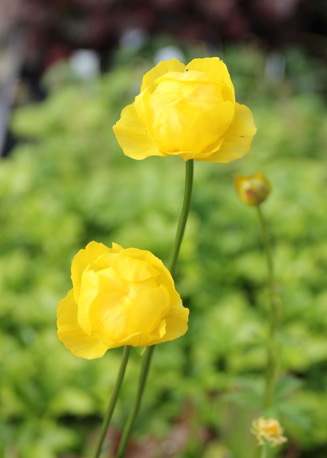 Trollius europaeus Europäische Trollblume