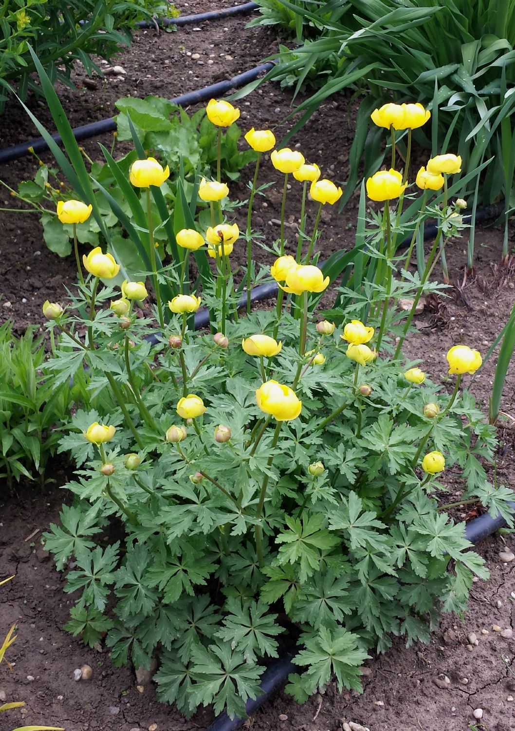 Trollius europaeus (Europäische Trollblume)