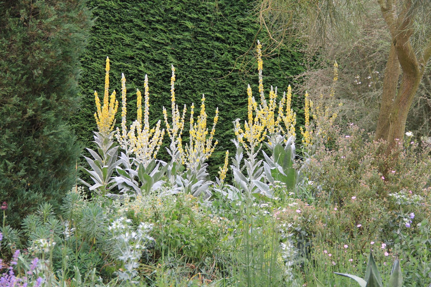Verbascum bombyciferum Seidige Königskerze