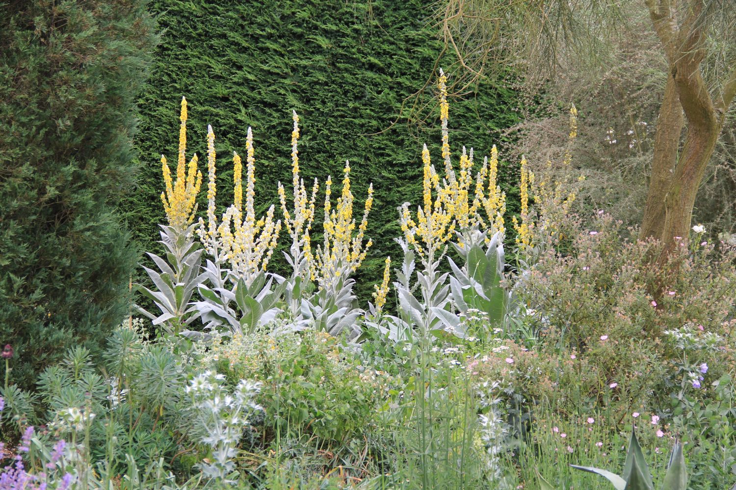 Verbascum bombyciferum Seidige Königskerze