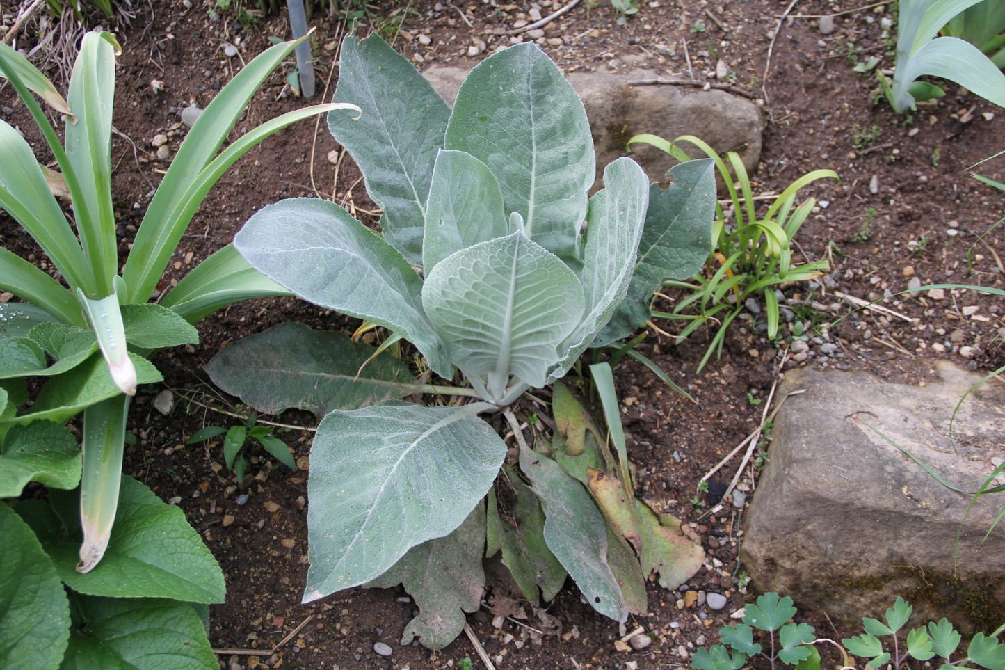 Verbascum bombyciferum (Seidige Königskerze)