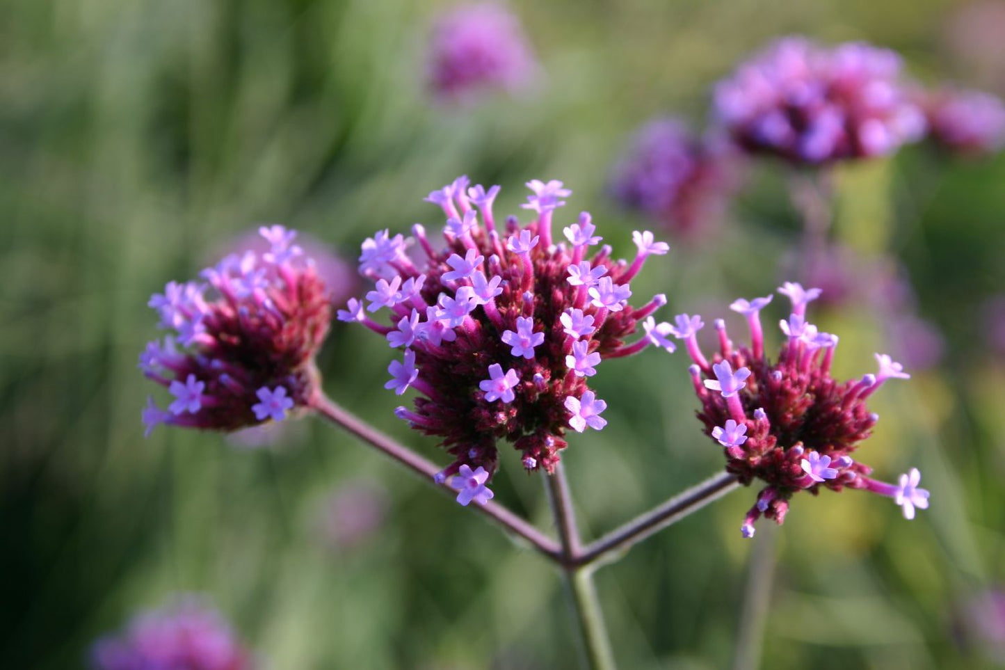 Verbena bonariensis Eisenkraut