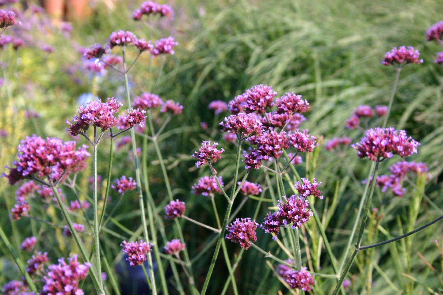 Verbena bonariensis (Eisenkraut) Verbena bonariensis (Eisenkraut)