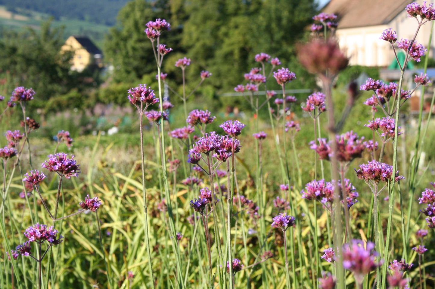 Verbena bonariensis (Eisenkraut) Verbena bonariensis (Eisenkraut)