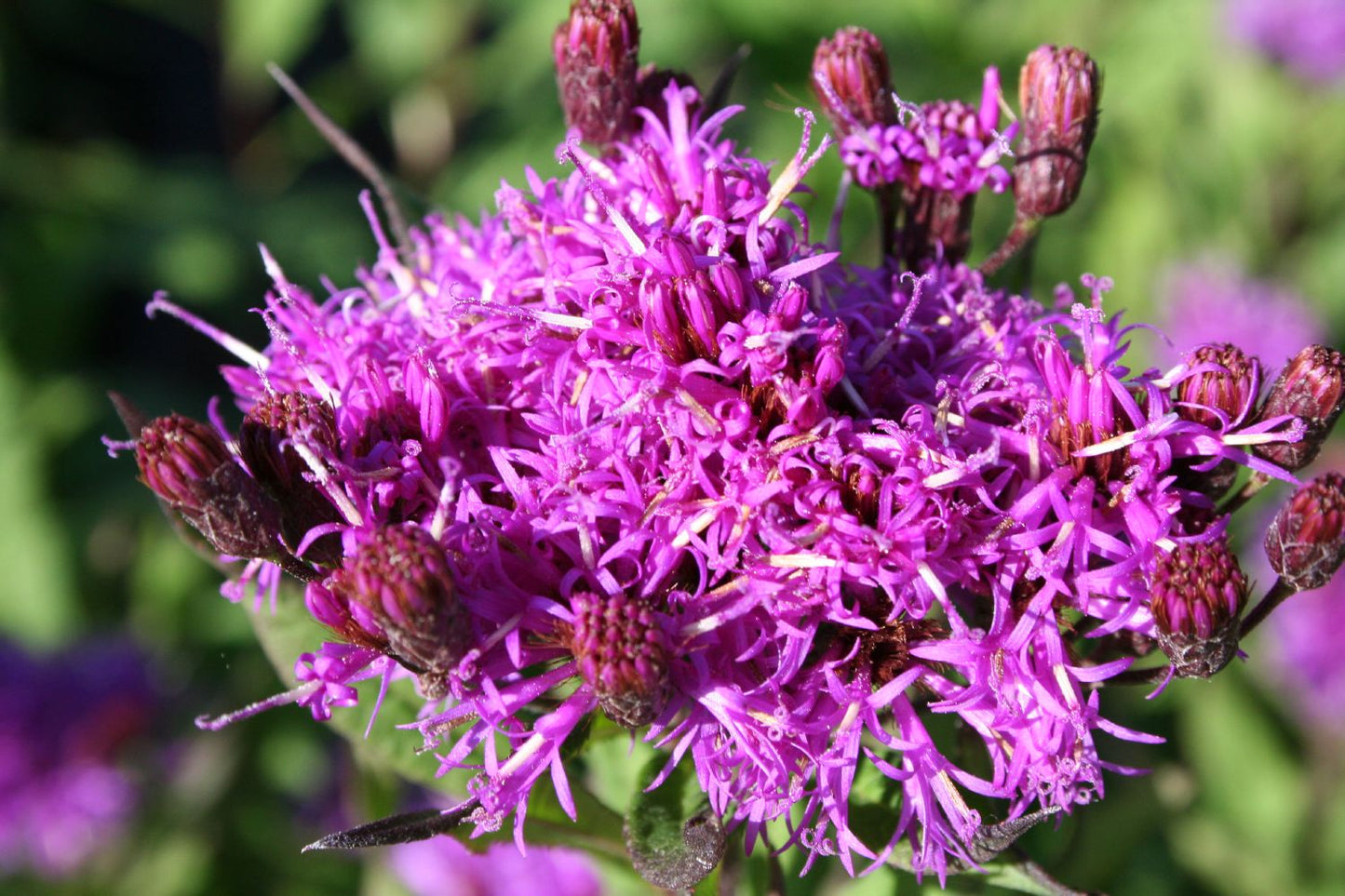Vernonia crinita Vernonie | Scheinaster