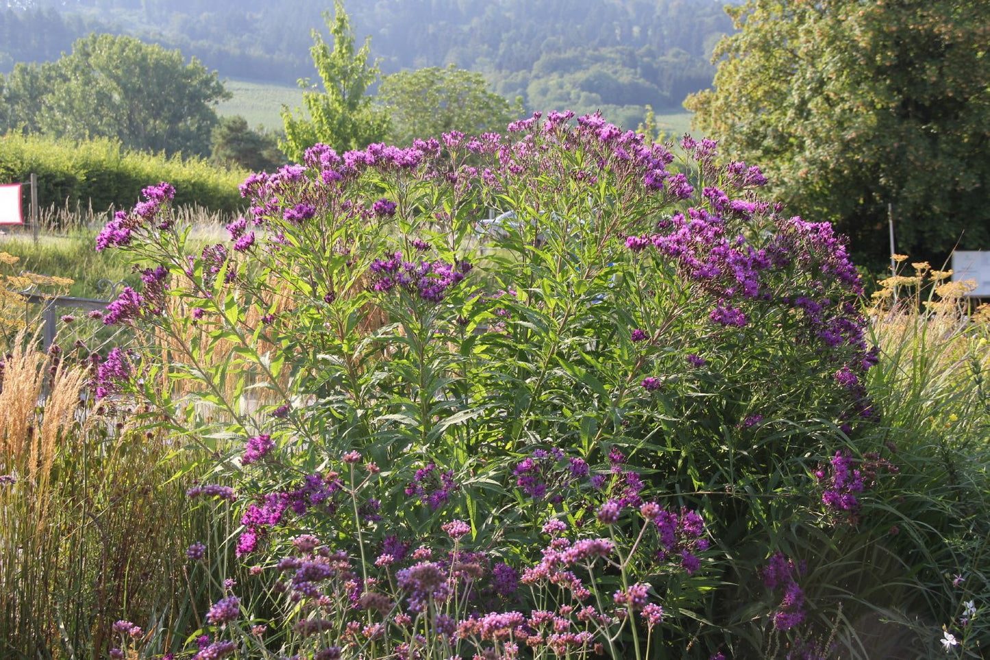 Vernonia crinita (Vernonie | Scheinaster)
