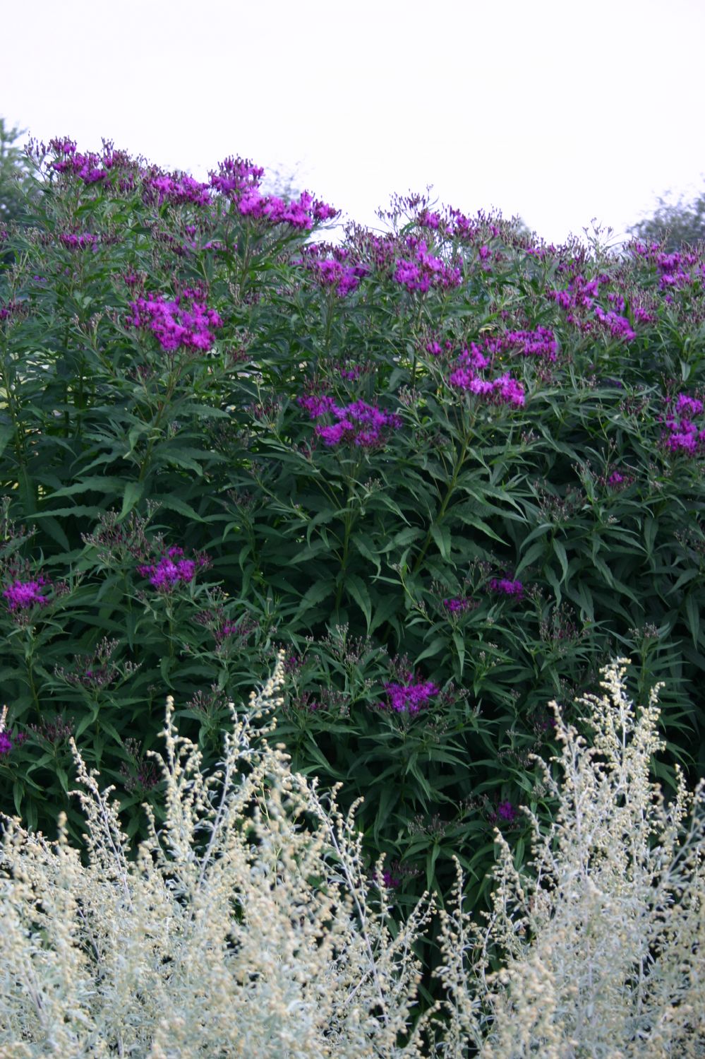 Vernonia crinita (Vernonie | Scheinaster)