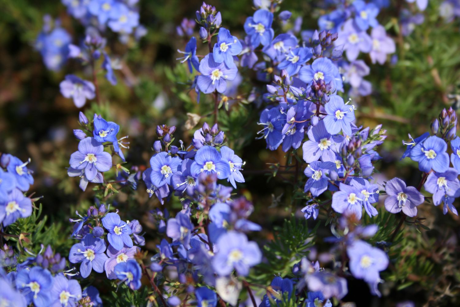 Veronica armena Armenischer Teppich-Ehrenpreis