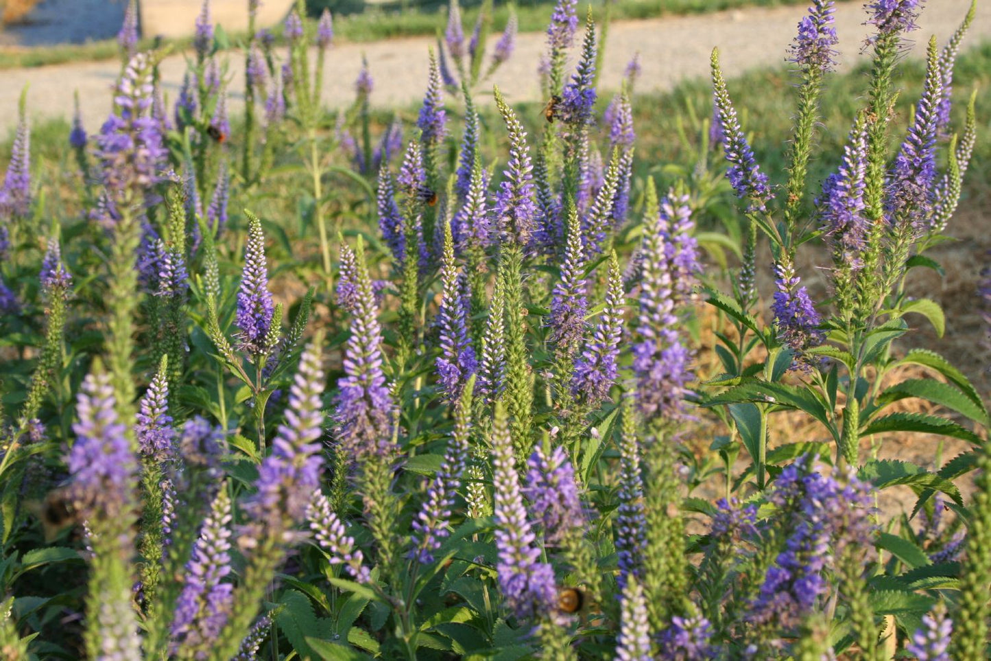 Veronica longifolia 'Blauriesin' Langblättriger Garten-Ehrenpreis