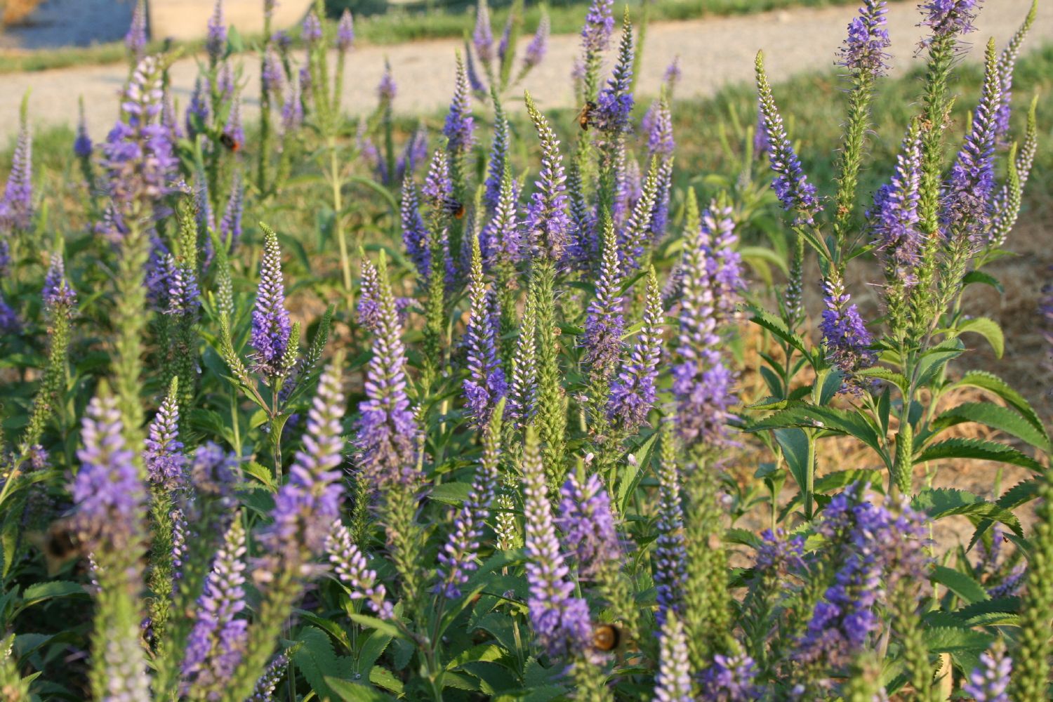 Veronica longifolia 'Blauriesin' Langblättriger Garten-Ehrenpreis