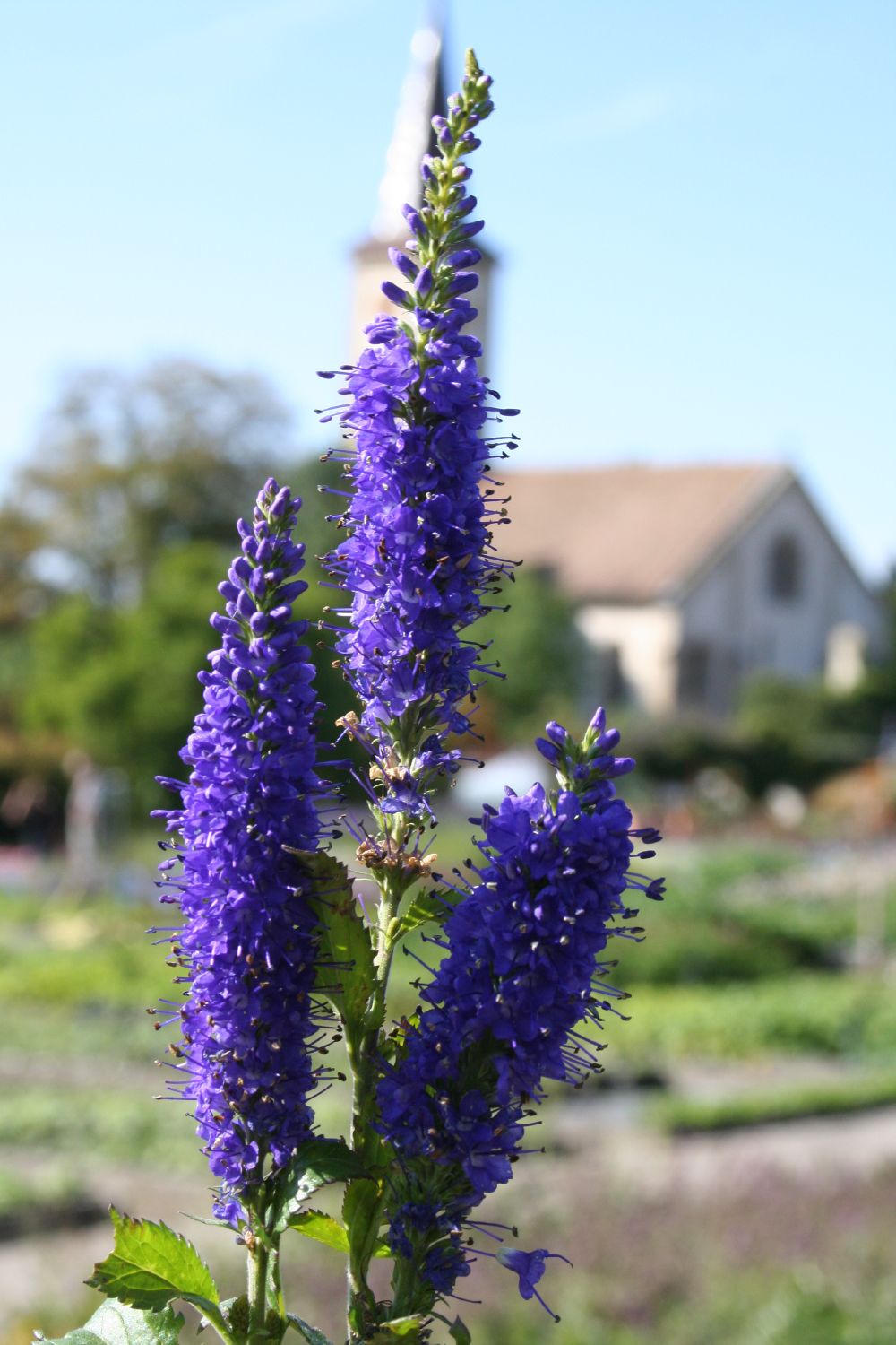 Veronica longifolia 'Blauriesin' (Langblättriger Garten-Ehrenpreis)