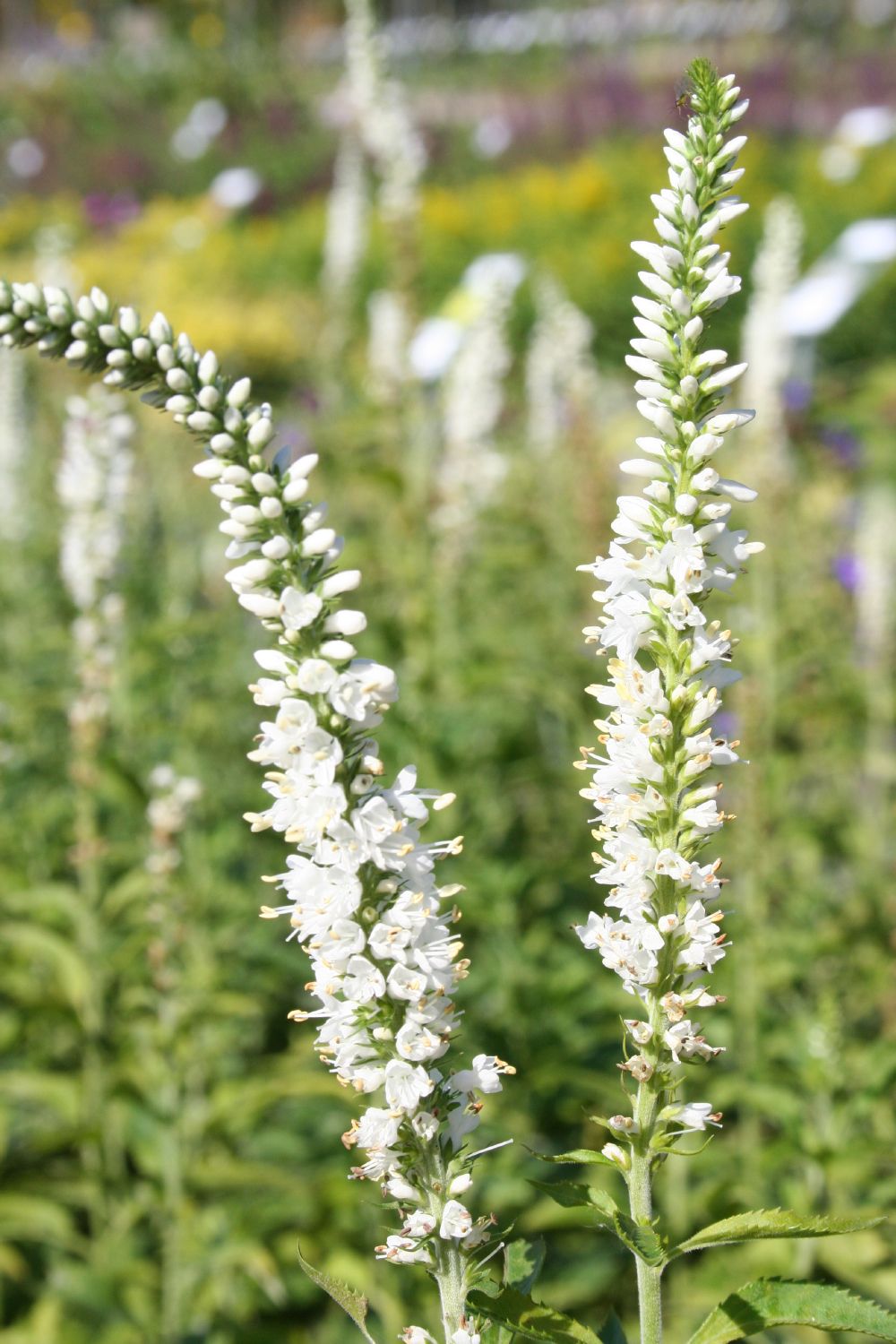 Veronica longifolia 'Schneeriesin' Langblättriger Garten-Ehrenpreis