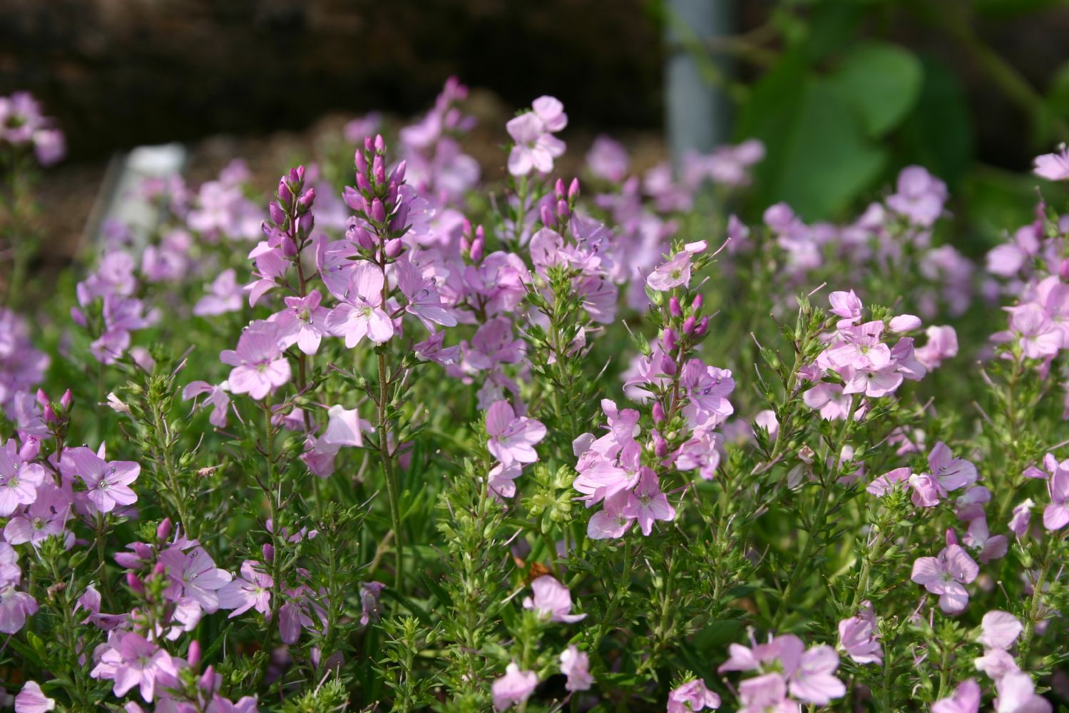 Veronica prostrata 'Mrs.Holt' Niederliegender Garten-Ehrenpreis