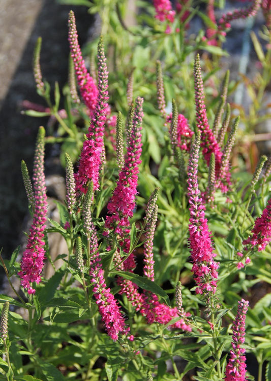 Veronica spicata 'Rotfuchs' Ehrenpreis