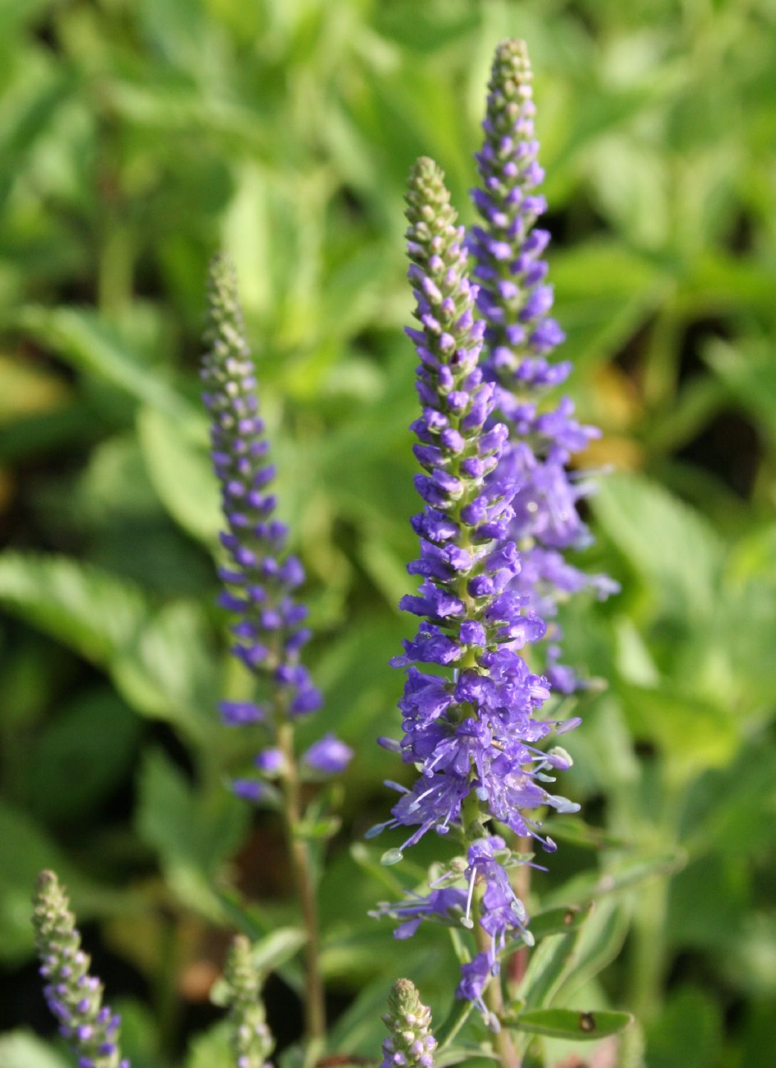 Veronica spicata 'Blauteppich' Scheinähriger Garten-Ehrenpreis