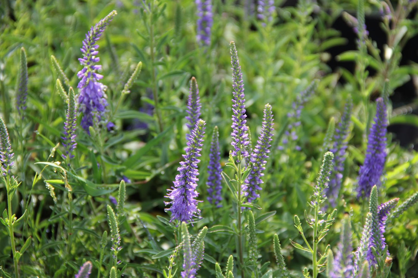 Veronica spicata 'Blauteppich' (Scheinähriger Garten-Ehrenpreis)