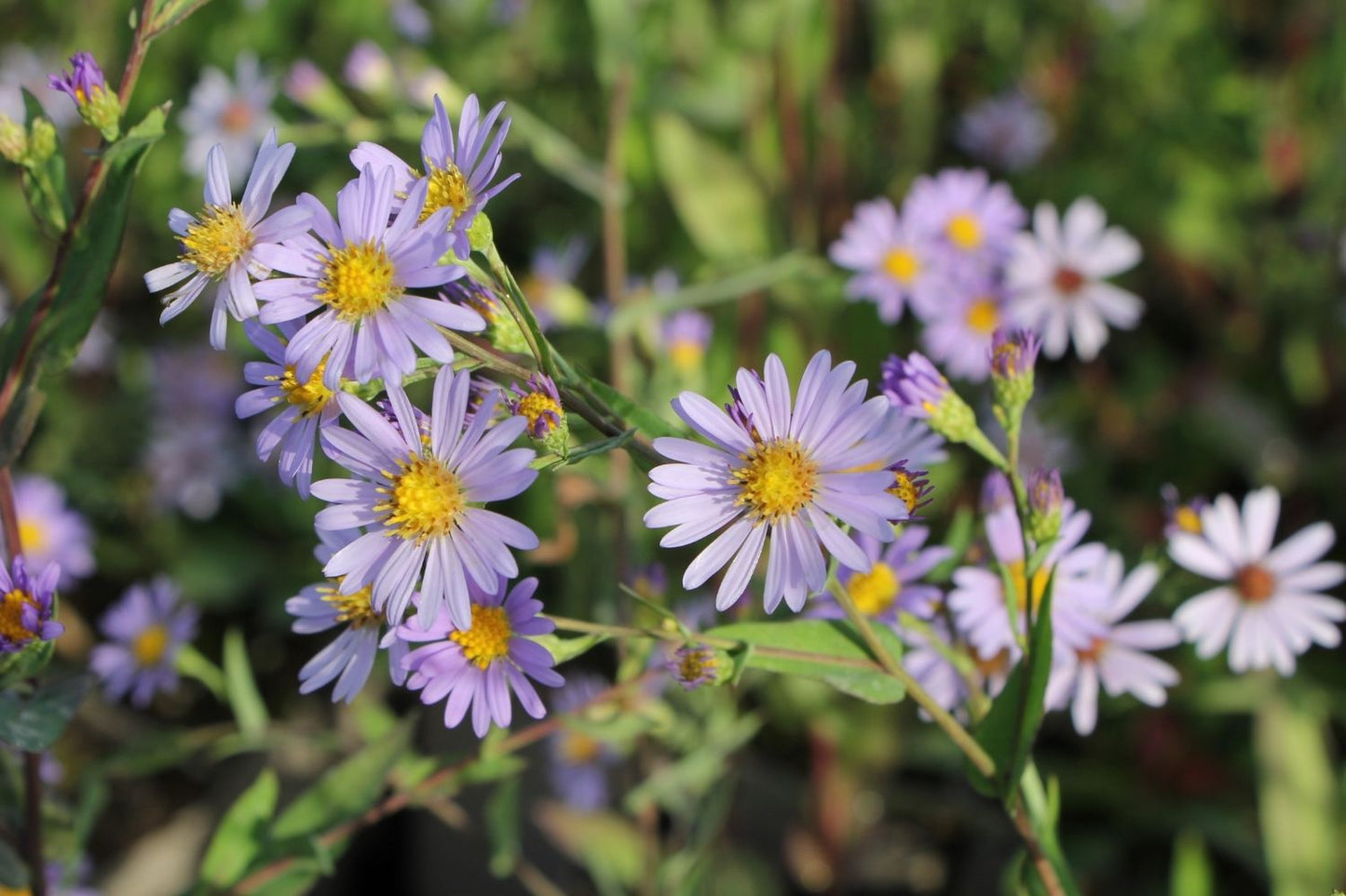 Aster laevis Glatte Aster