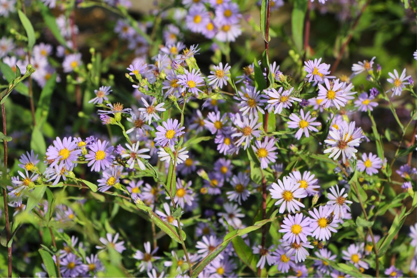 Aster laevis (Glatte Aster)