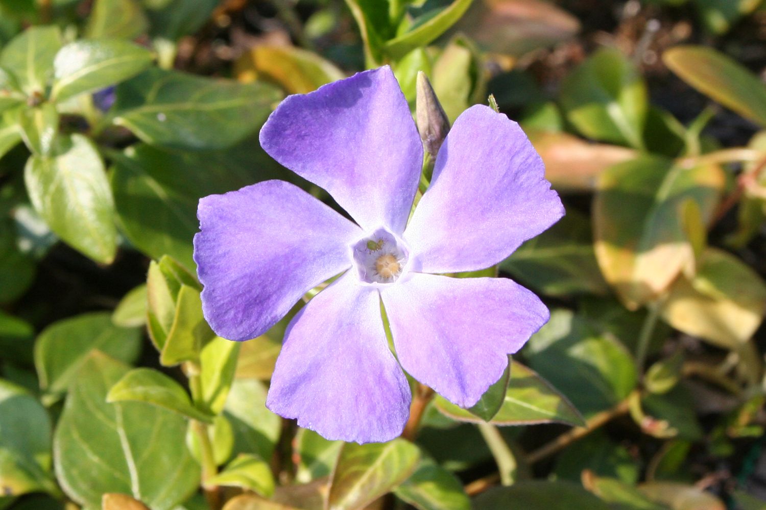 Vinca minor 'Bowles' Kleines Immergrün