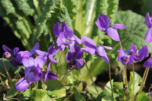 Viola odorata 'Königin Charlotte' Duftveilchen