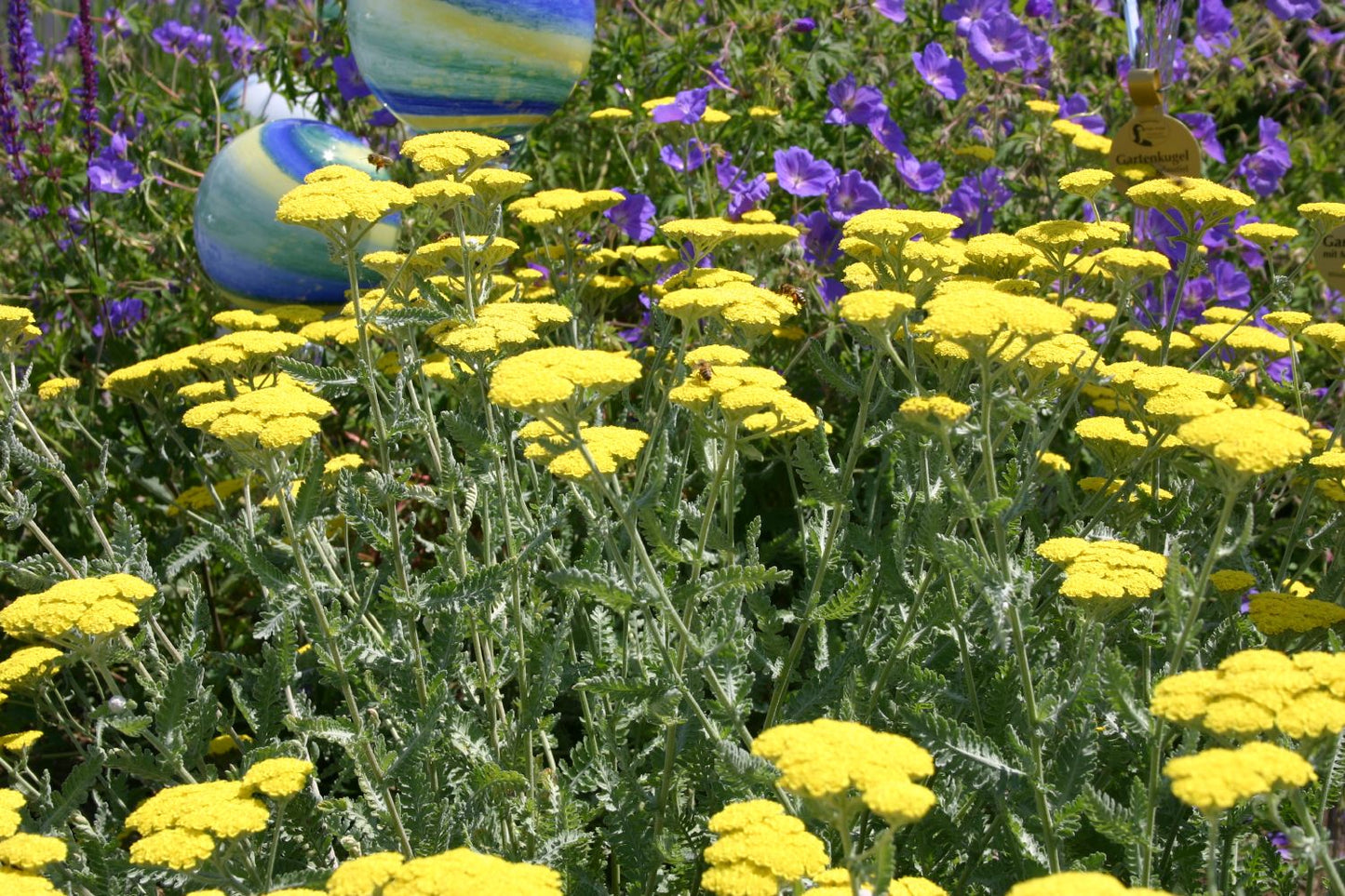 Achillea clypeolata 'Moonshine' (Goldquirl-Garbe)