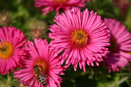 Aster novae-angliae 'Andenken an Alma Pötschke' Raublatt-Aster