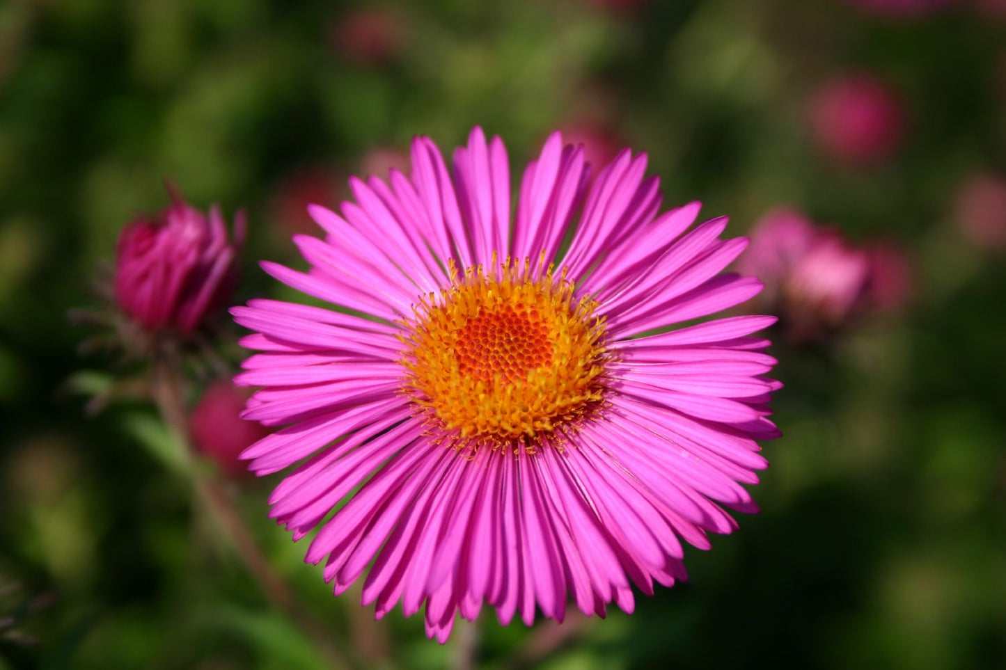 Aster novae-angliae 'Andenken an Paul Gerber' Raublatt-Aster